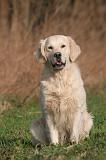 GOLDEN RETRIEVER 1048